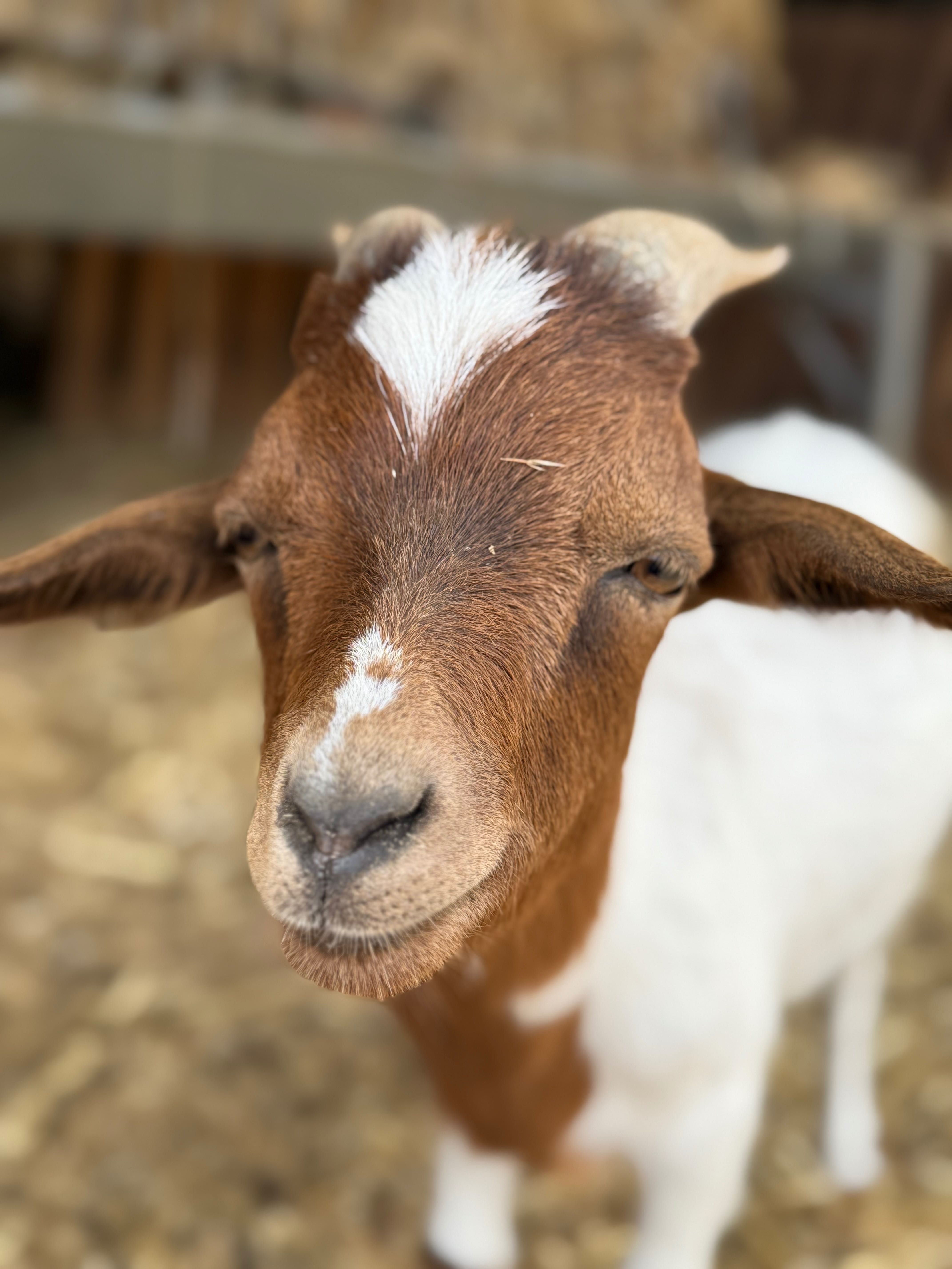 Mini Cabras Dóceis