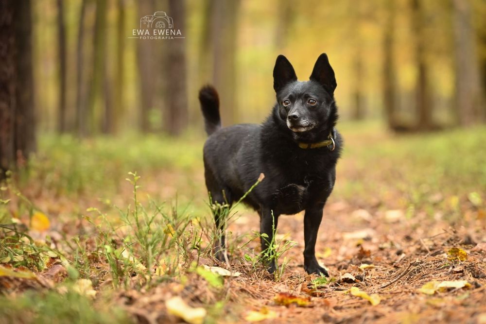 Reksio 5 kg mikro piesek do adopcji