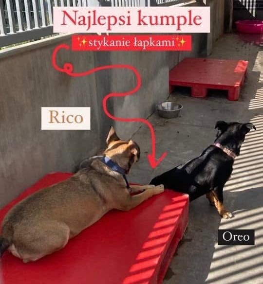 Młody, mały, samotny Oreo do adopcji