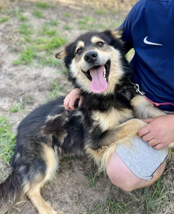 Uratowany z kojca w polu, cudowny Kobi do adopcji