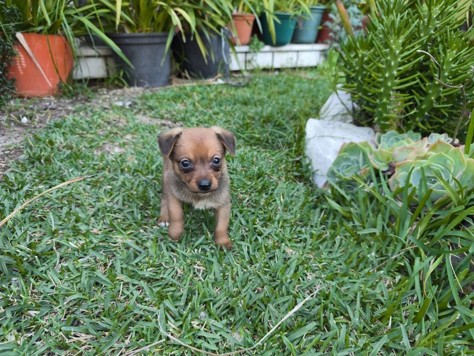 Pinscher pincher exótico miniatura criado em ambiente familiar