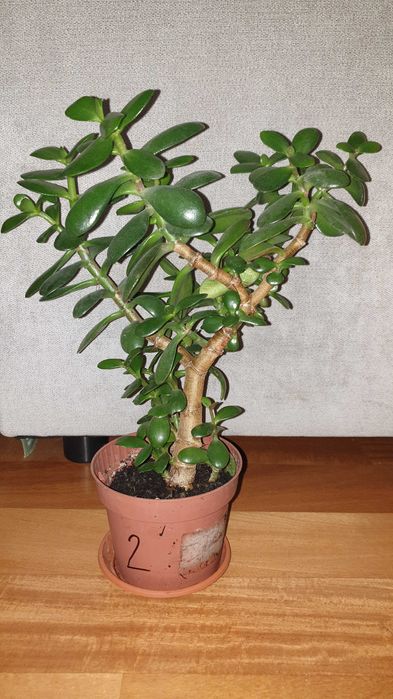 Grubosz, crassula, drzewko szczęścia, duża wieloletnia roślina, nr 2