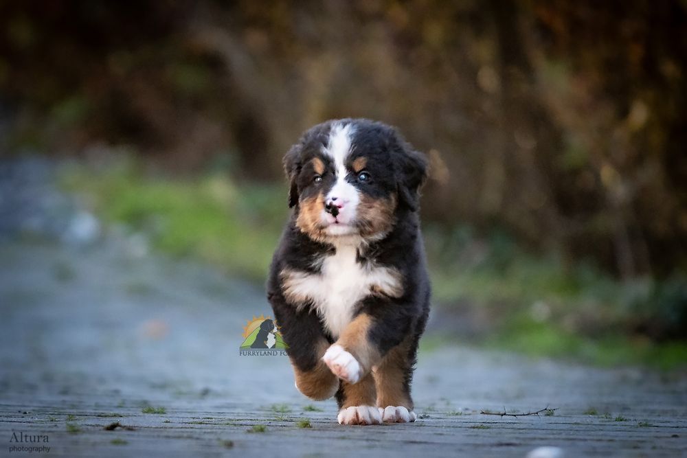 Berneński Pies Pasterski YAMAL