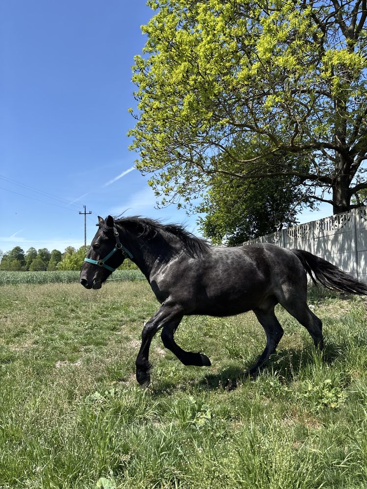 Sprzedam konie tylko w dobre ręce