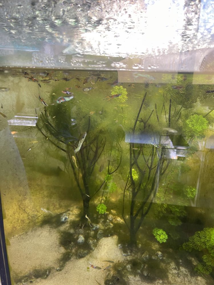 Guppy endler macho sortido