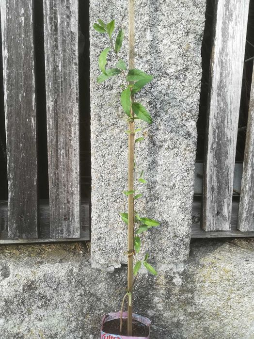Groselha dos Açores - Elaeagnus umbellata