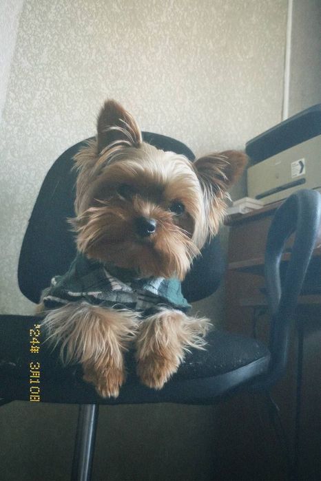 Міні йорк шукає дівчинку для в'язки