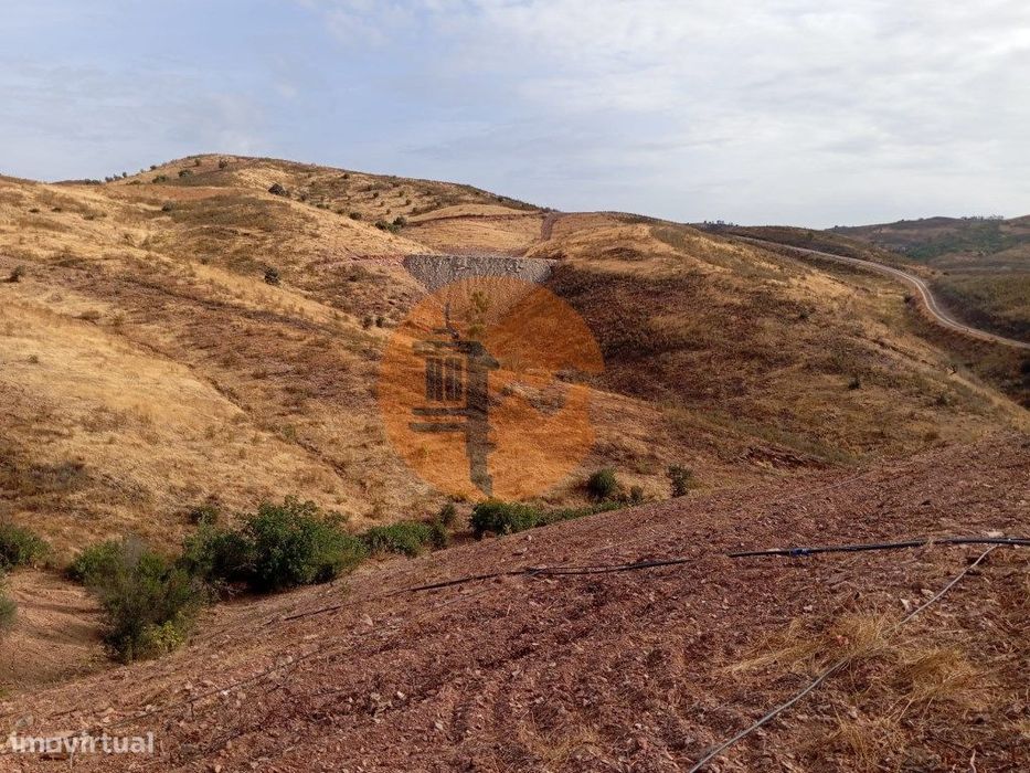 Terreno Rustico com plantação de alfarrobeiras