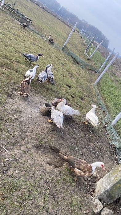 Kaczki, perliczki, indyki, biegusy indyjskie