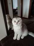Macho scottish fold