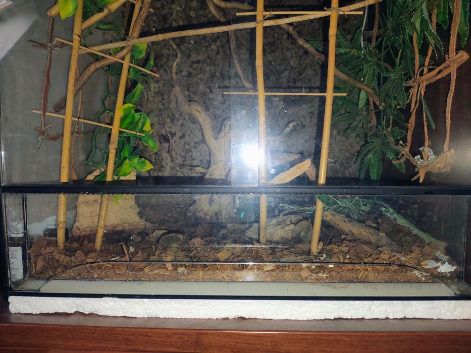 Terrarium dla kameleona duże