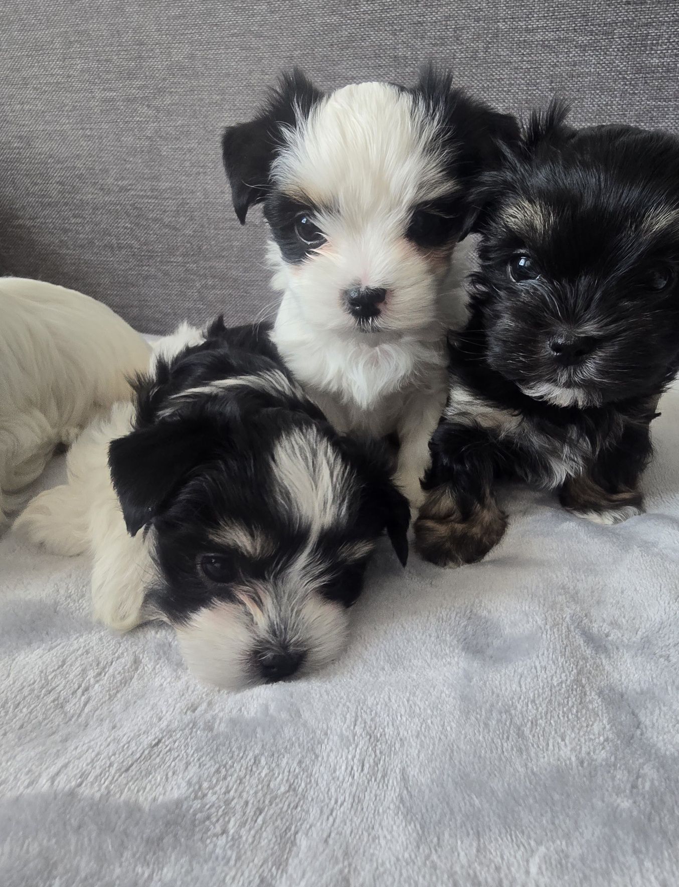 Sliczny piesek hybryda maltańczyk i yorkshire terrier