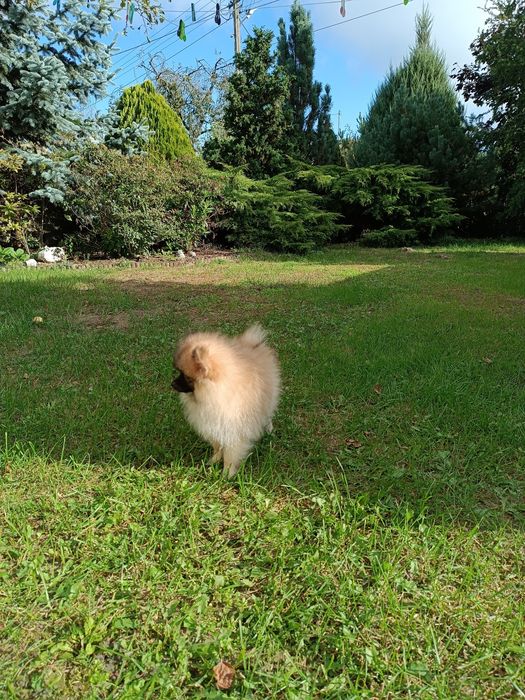 Szczeniak Szpic Pomeranian miniaturowy (chłopak)