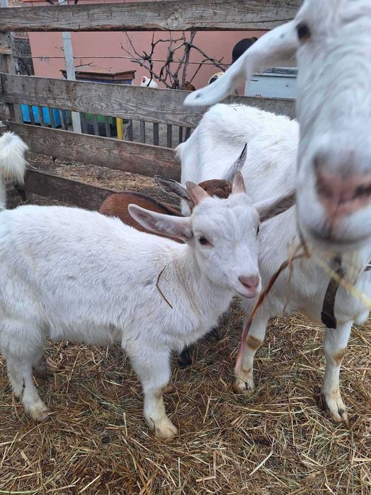 продаю молодих  козлят