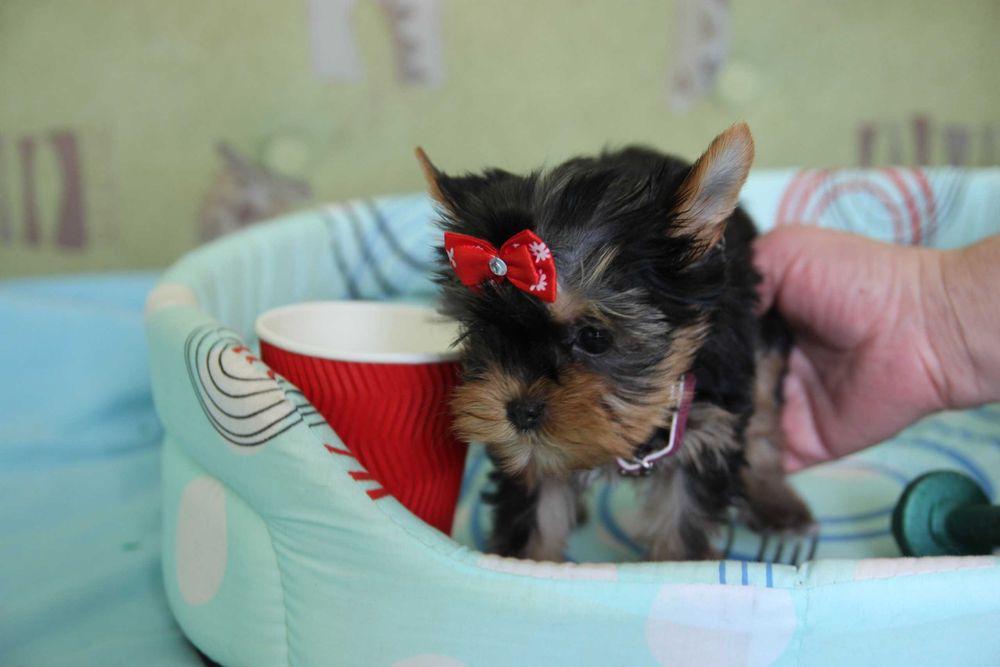 Хлопчики та дівчатка йорки