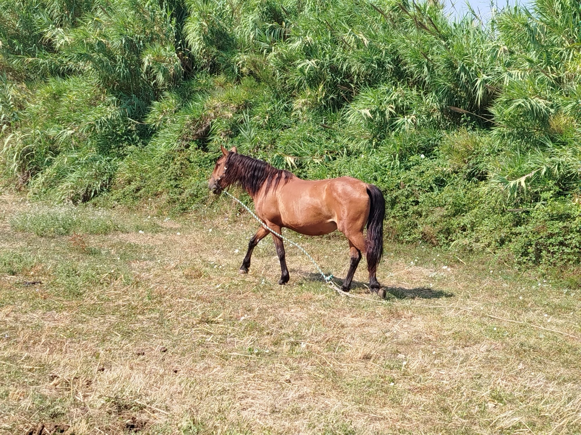 Segue para venda égua castanha muito mansinha