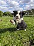 BORDER COLLIE śliczna suczka