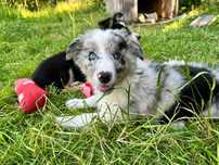 Border collie blue merle różnookie