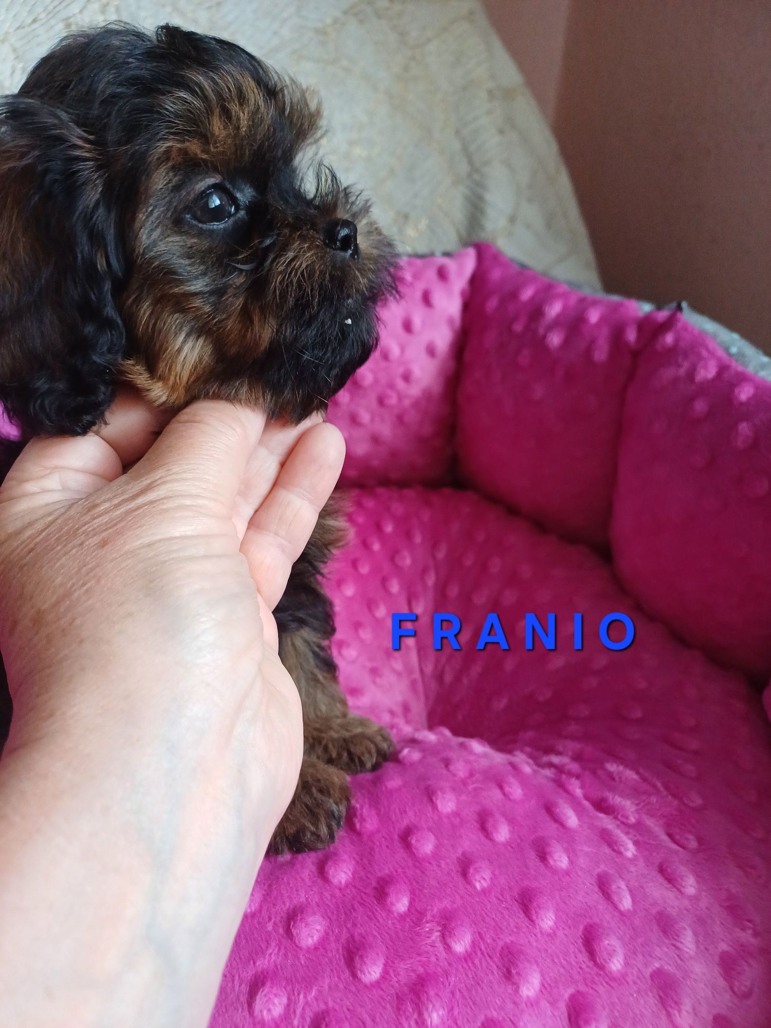 Shihpoo gotowy do odbioru