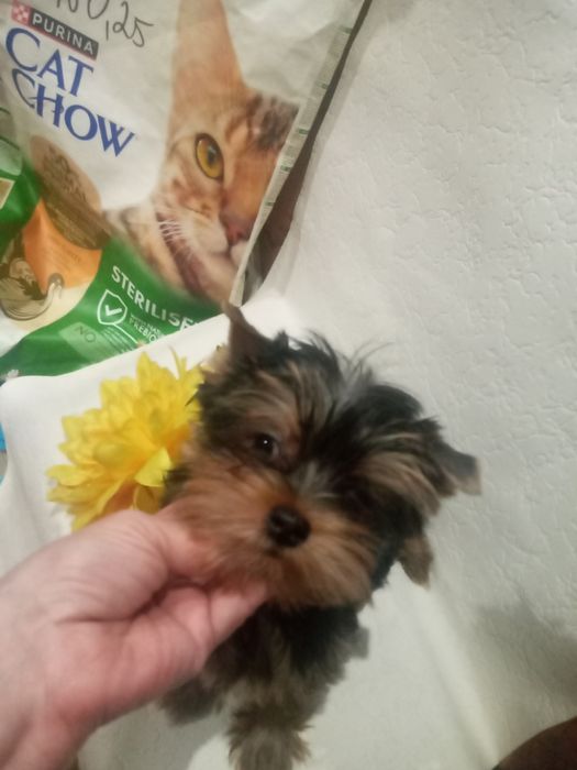 Очаровательная блондинка