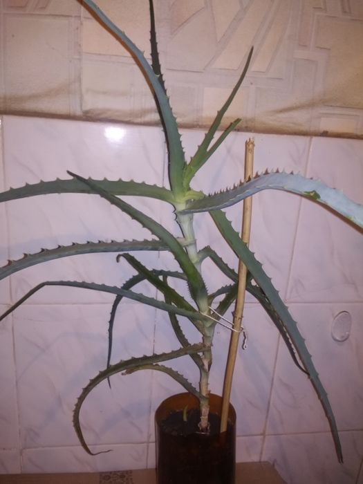 Алое,каланхое,рождественник,хойя,гастерия,валотта