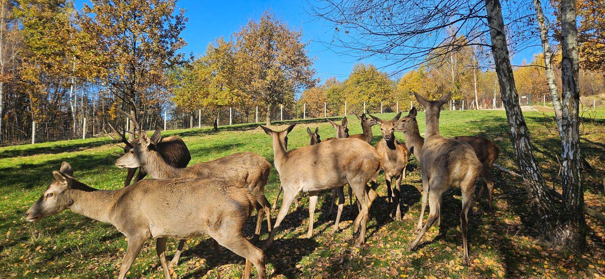 Jeleń Europejski sprzedam z domowej hodowli