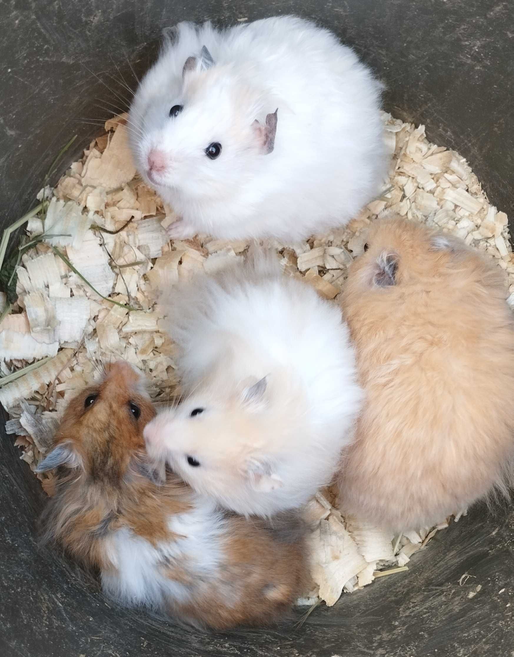 Королевские хомячки. Хом'яки