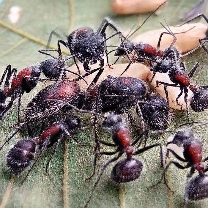 Екзотичні мурахи Camponotus mutilarius (xiangban)