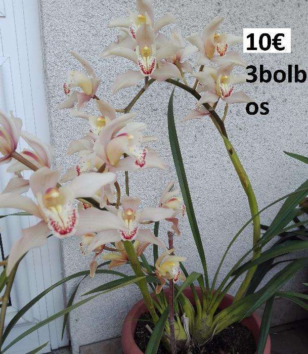Orquídeas de propagação particular