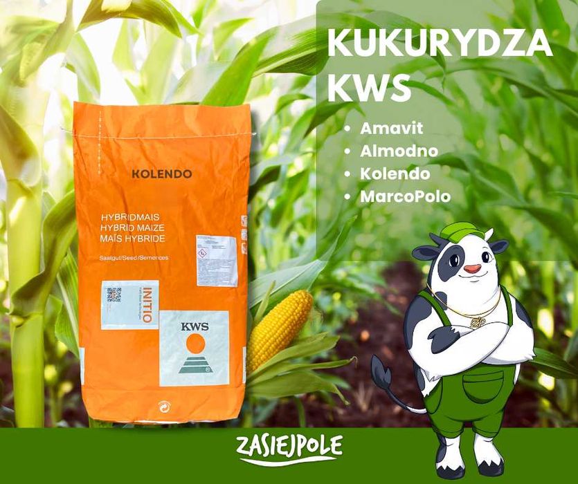 Kukurydza C1 KWS, kukurydza na ziarno, na kiszonkę, 50 tys.nasion