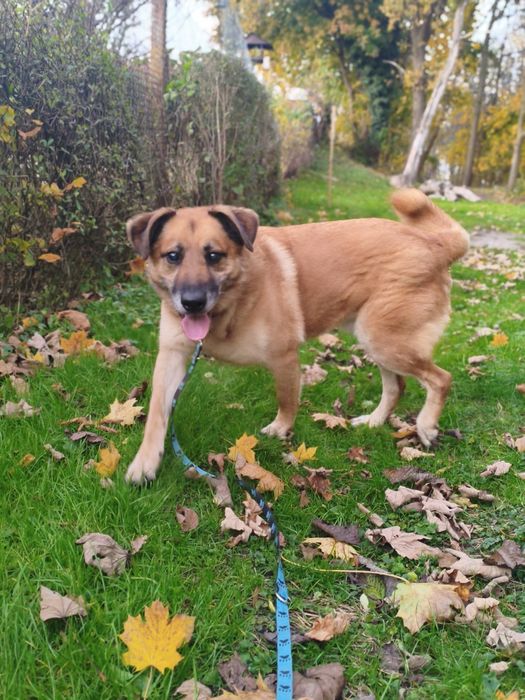 kochany, łagodny, większy pies Amor