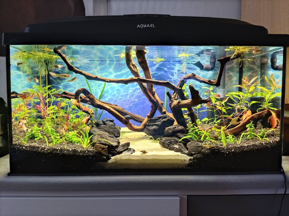 Duży korzeń do akwarium