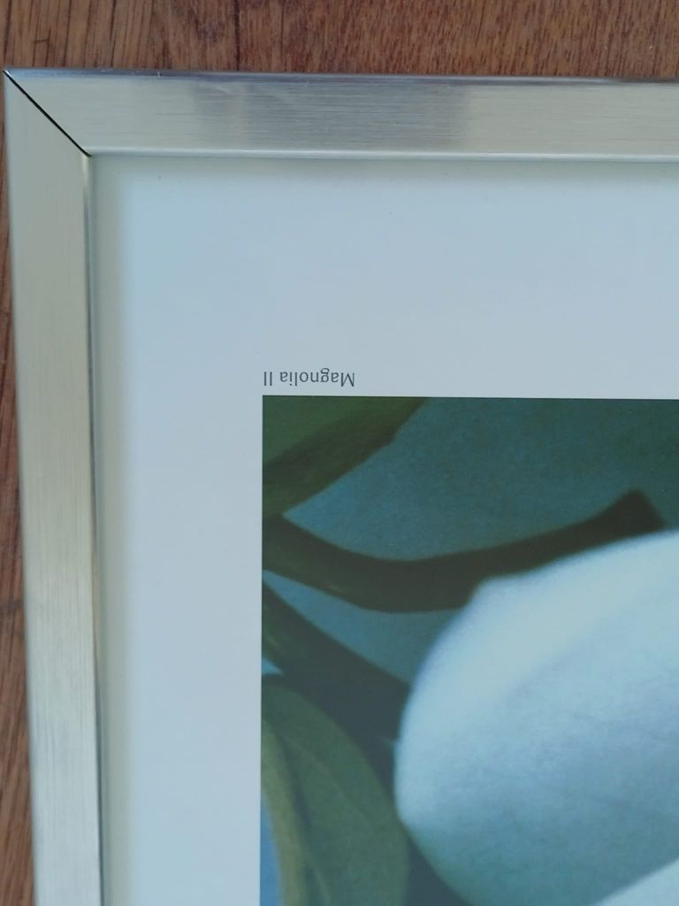 Obraz magnolia 2 Heather Jonson w srebrnej ramie