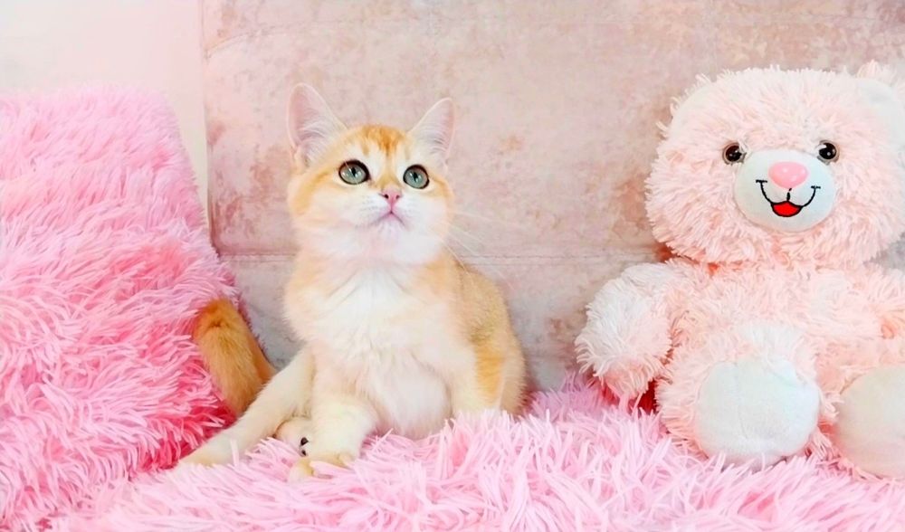 Дівчинка красунечка окрасу Золота шиншила ny12