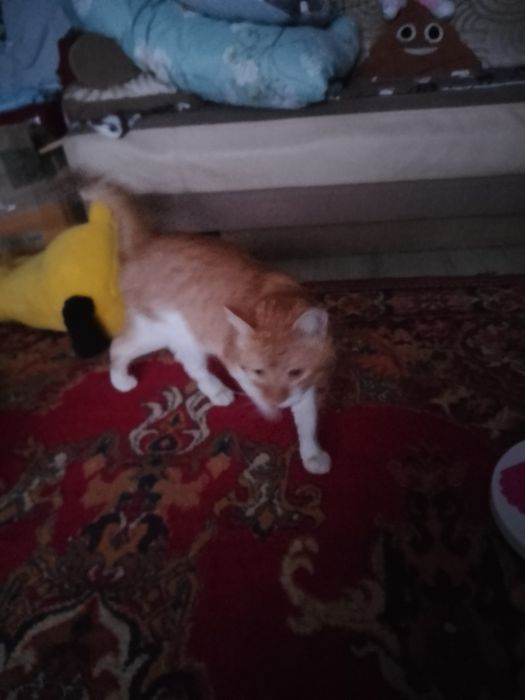 Рудий кіт шукає дім