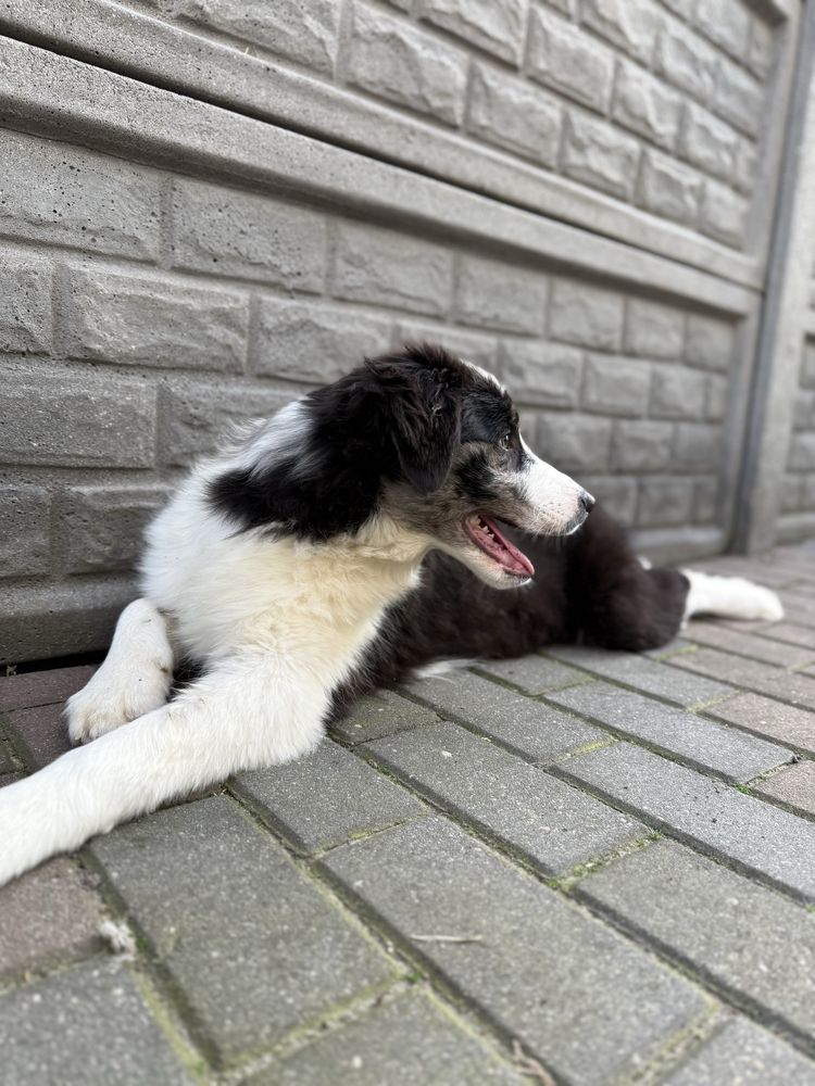 Border Collie pies