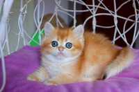 Яскрава, плюшова британська кішечка в дуже красивм забарвлені