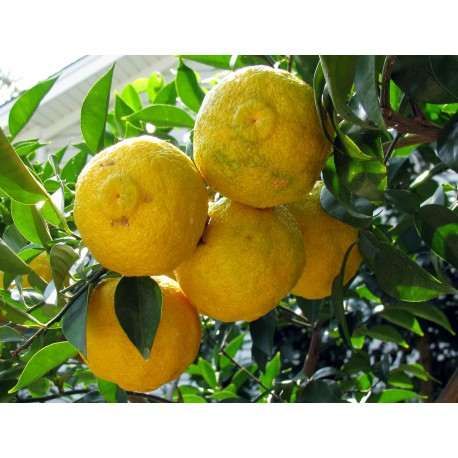 Planta citrino Yuzu - Altissima Rentabilidade para Produtores