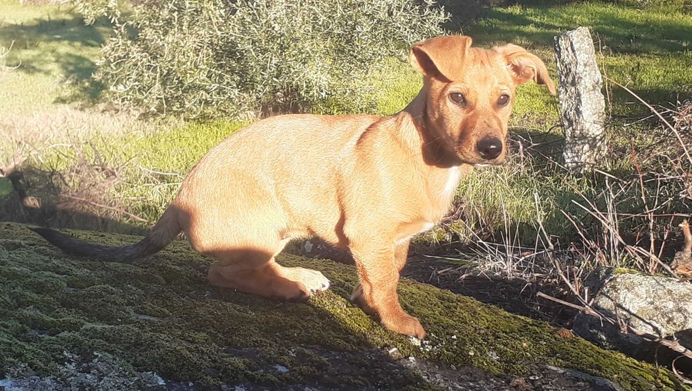 Cadelinha do 1 de Setembro