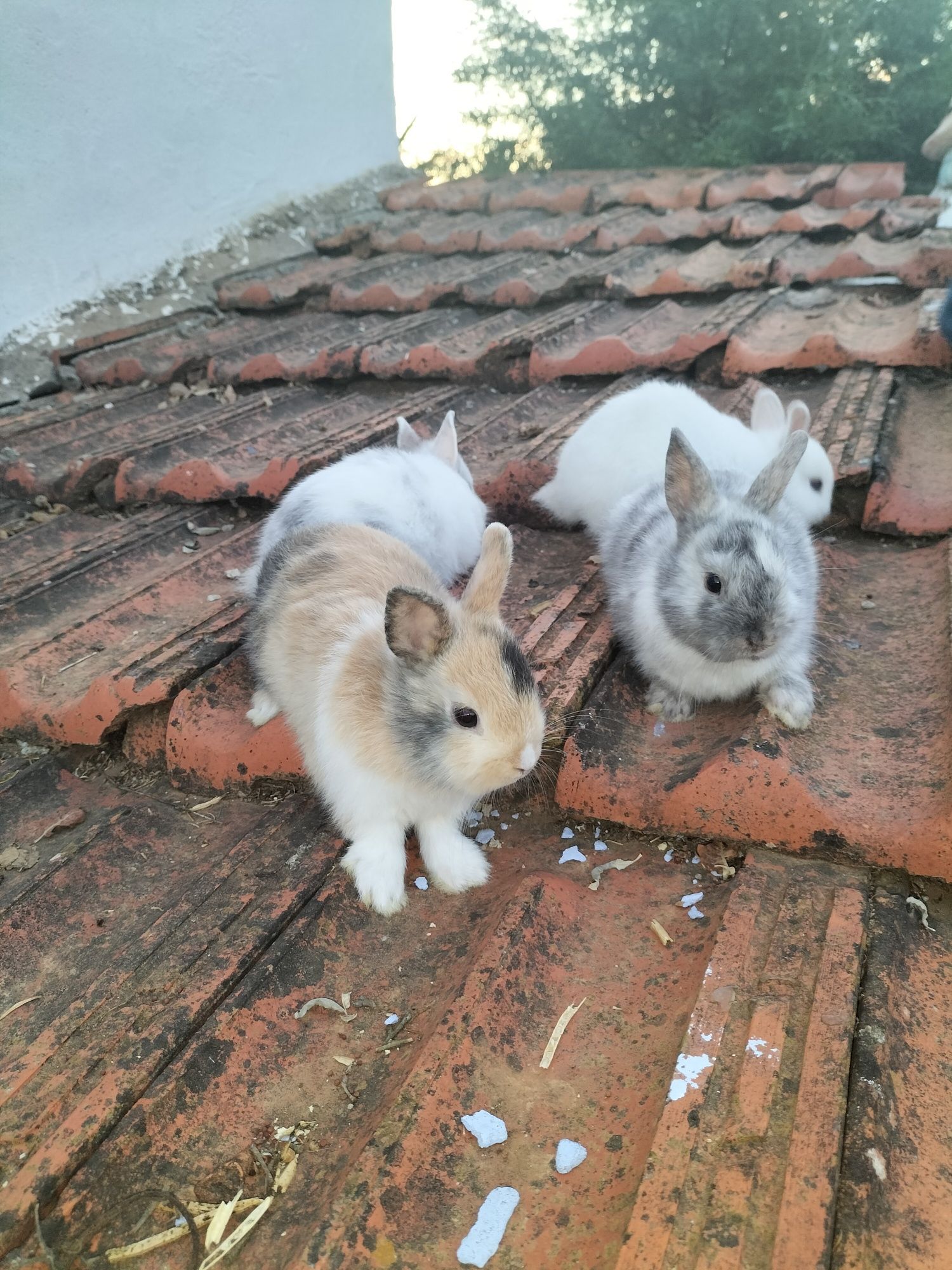 Coelhos nini anões