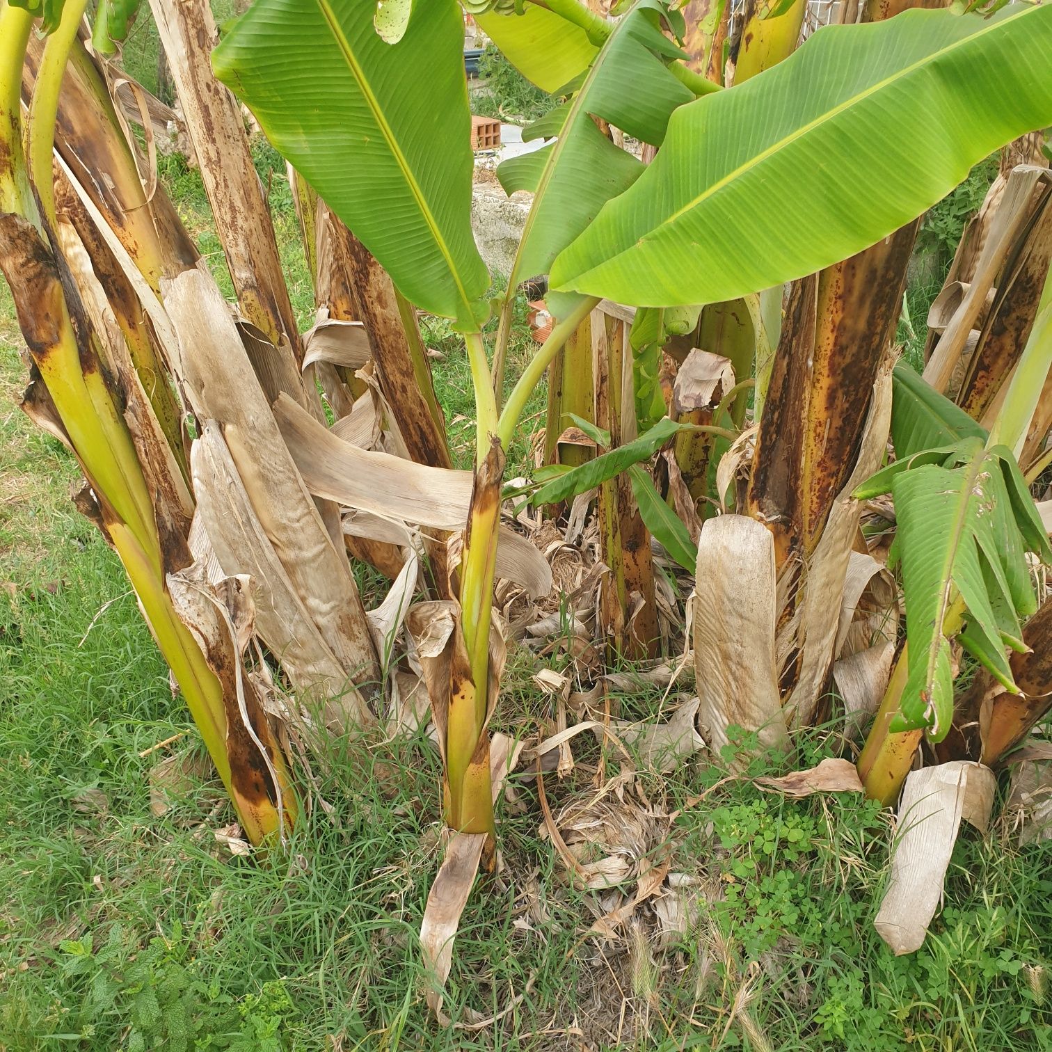 Bananeiras para replantar