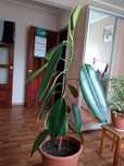 Продам комнатные цветы