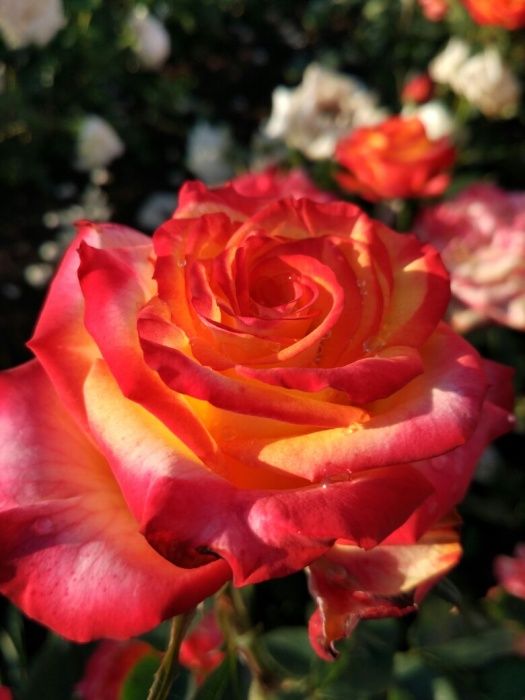 Продаю саженцы роз, кусты роз чаиногибридные ,спрей ,вьющиися