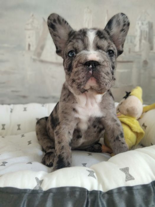 Французский бульдог красуня