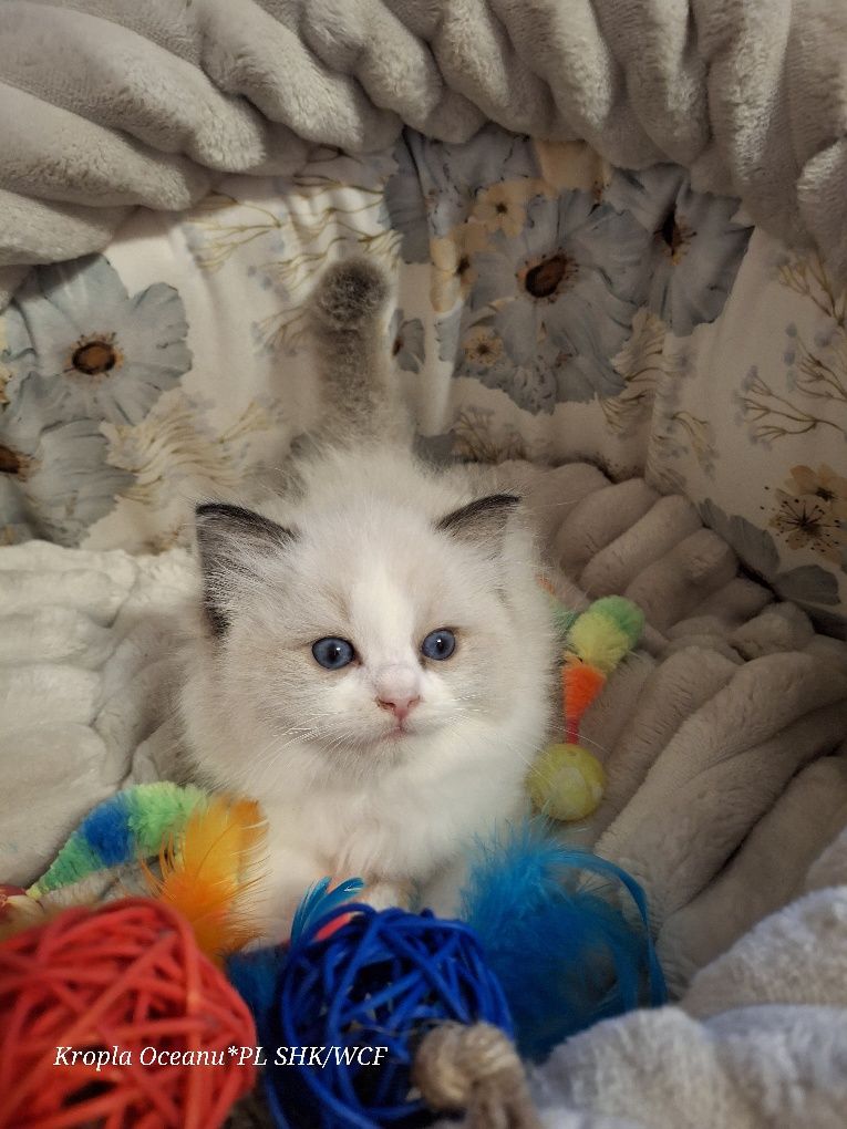 Koteczka Ragdoll rodowód wcf
