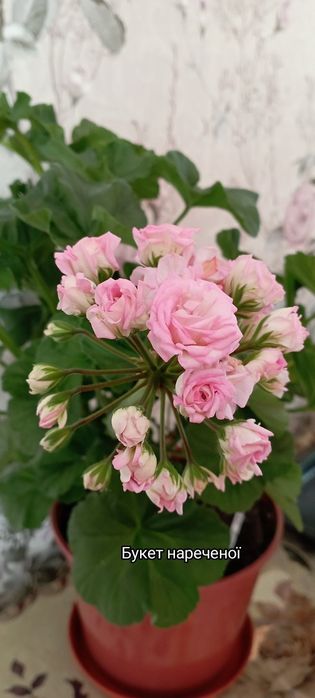 Пеларгонія сортова