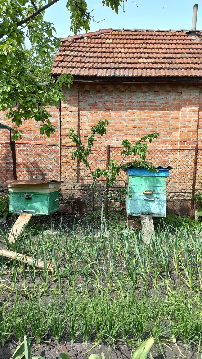 Продам Пчелосемьи
