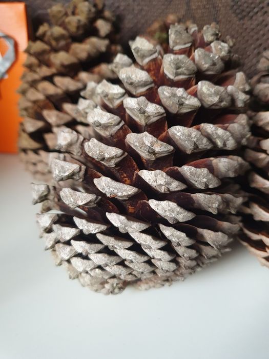 Шишка соснова з Атлантики