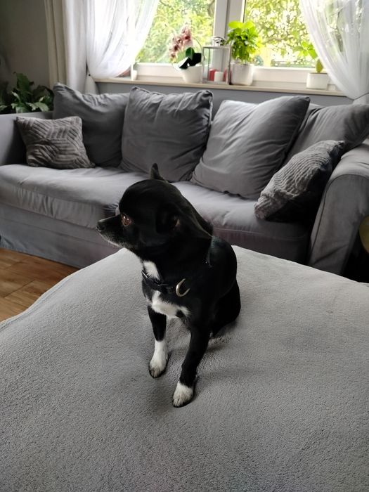 Sprzedam pieska chihuahua