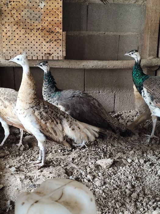 2 casais de Pavões de 2025